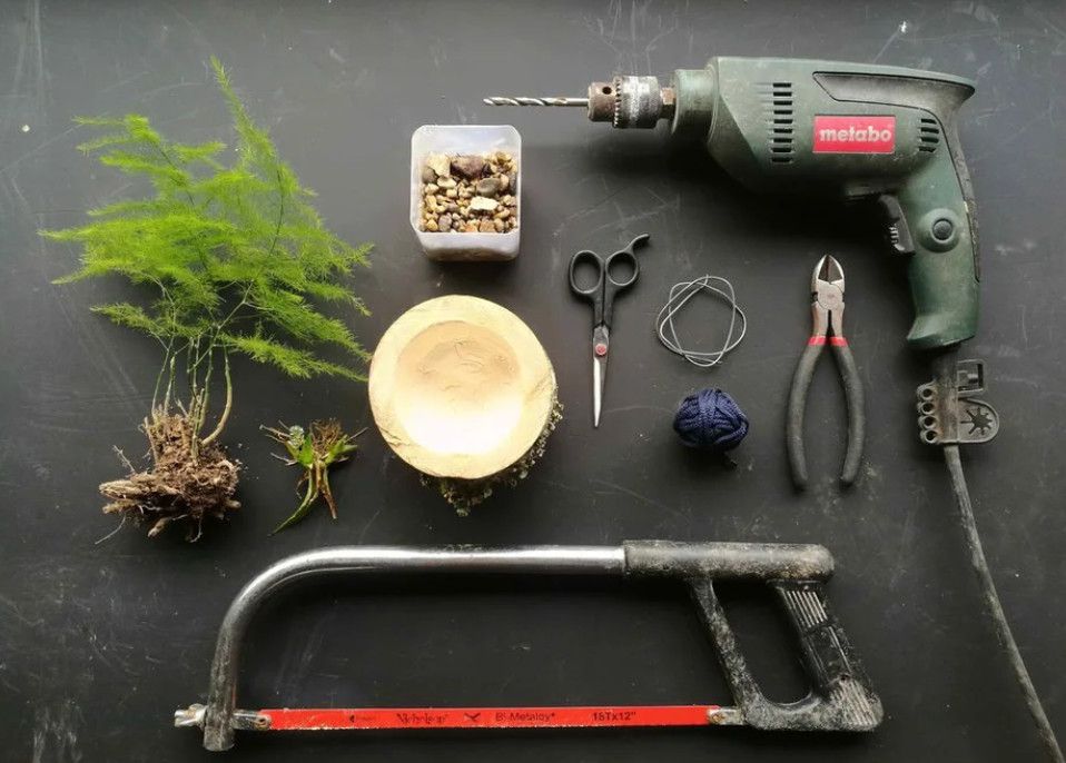 竹筒种文竹,竹筒文竹