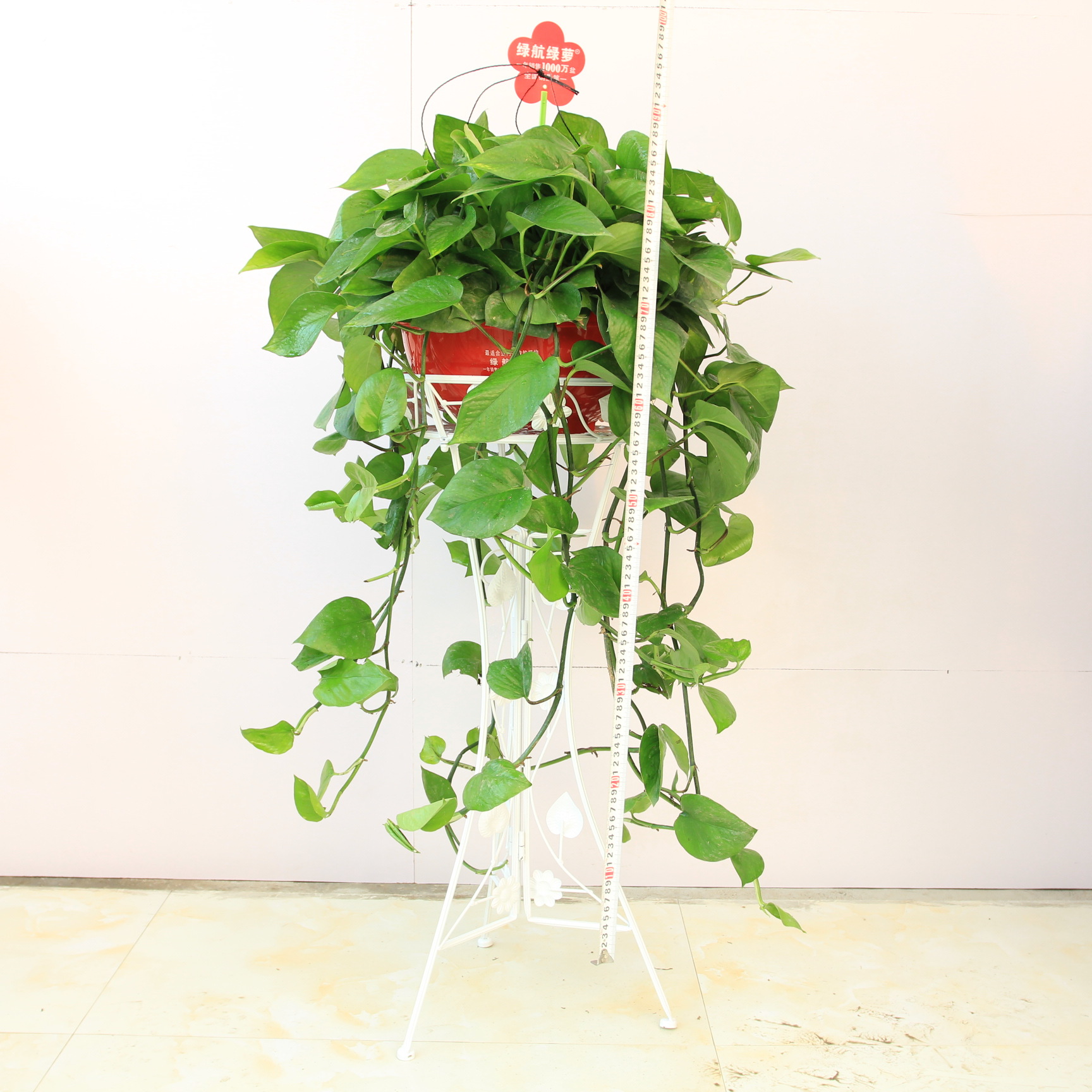 关于养绿萝植物的资料,比绿萝好养又喜阴的植物