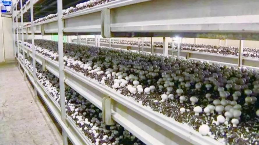 中国养好几万个鸡用鸡粪发电,全国最大的鸡粪发电厂