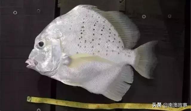 南澳渔民出海最常见的50种海鱼，都吃过，你就能退休了！