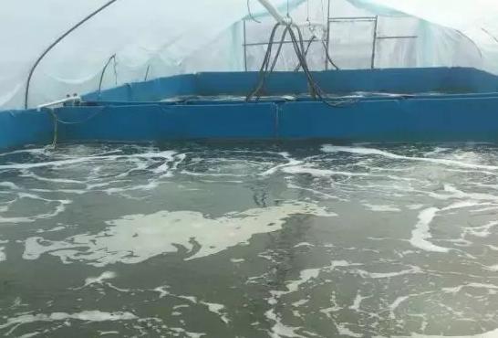 冬棚养虾气温高怎么管理,冬天大棚养虾注意什么