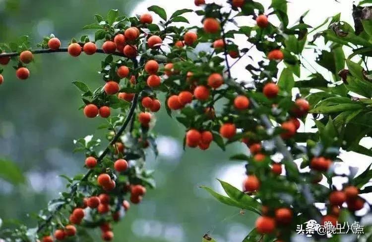 杜泽老街美食,故乡月火腿月饼