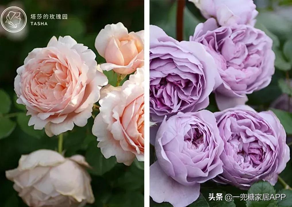 开花植物店铺推荐,适合店铺开花植物