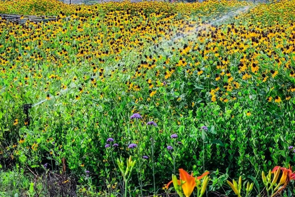 在济南花式避暑,一见“清”心!只需一瞥,便足以把酷夏原谅…