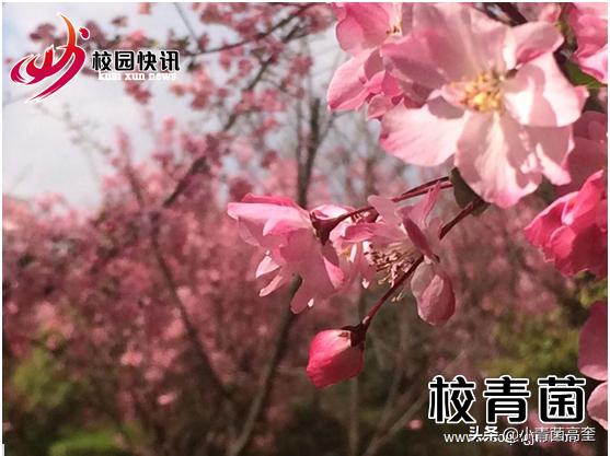 曲靖师范学院玉兰花,曲靖师范学院樱花正盛无人赏