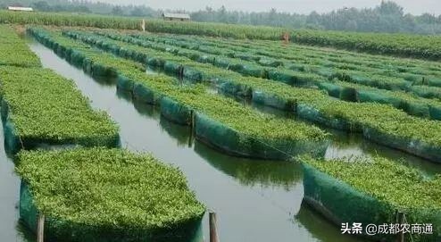 黄鳝鱼养殖技术与利润,黄鳝养殖技术和池子的建造