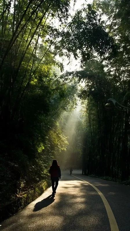 带着狗子旅行推荐,带着狗狗游新疆