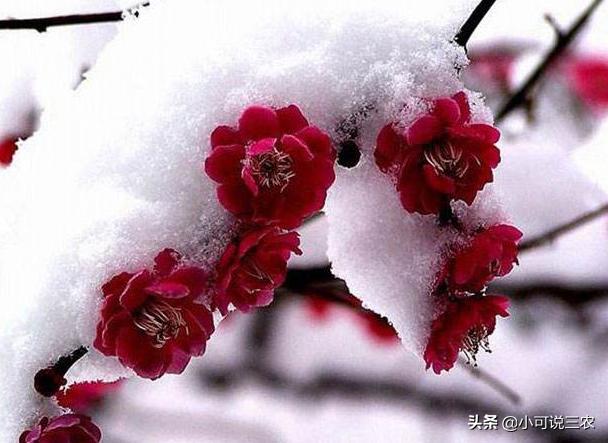 家庭盆栽梅花怎样养,种梅花的方法