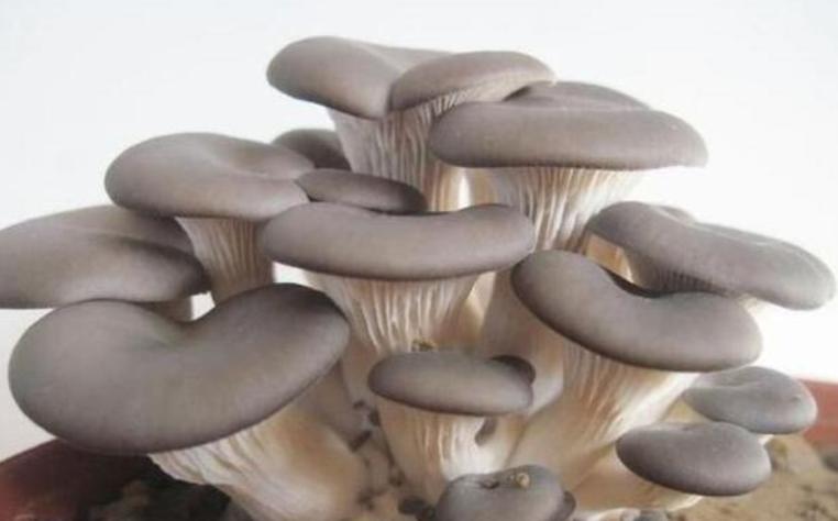 教你种植蘑菇,家庭蘑菇种植方法和步骤