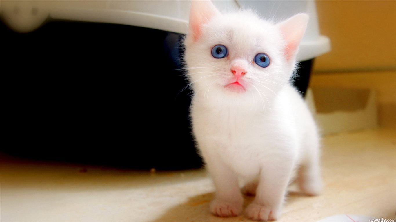 新手买猫怎么避免猫贩子,新手买猫如何避免被坑