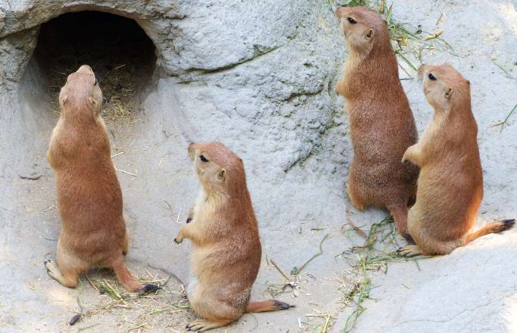 土拨鼠是群居动物吗,土拨鼠为什么生活在草原