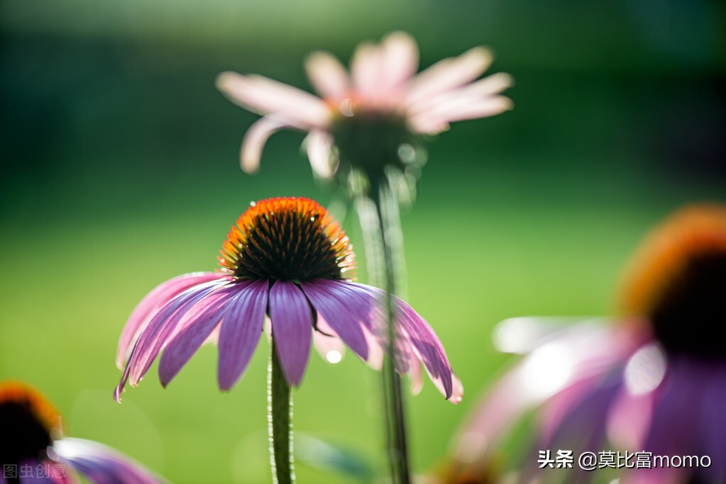 细胞免疫疗法有没有成功的案例,T细胞免疫调控疗法