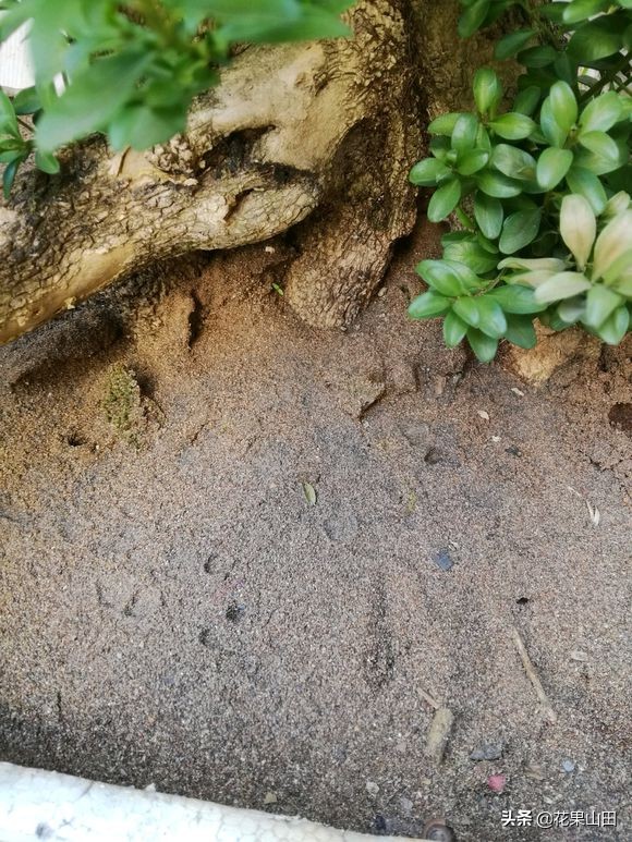 黄杨下山老桩发芽后有虫,黄杨下山老桩好活吗