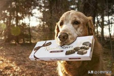 救命狗,小土狗吃了巧克力怎么办