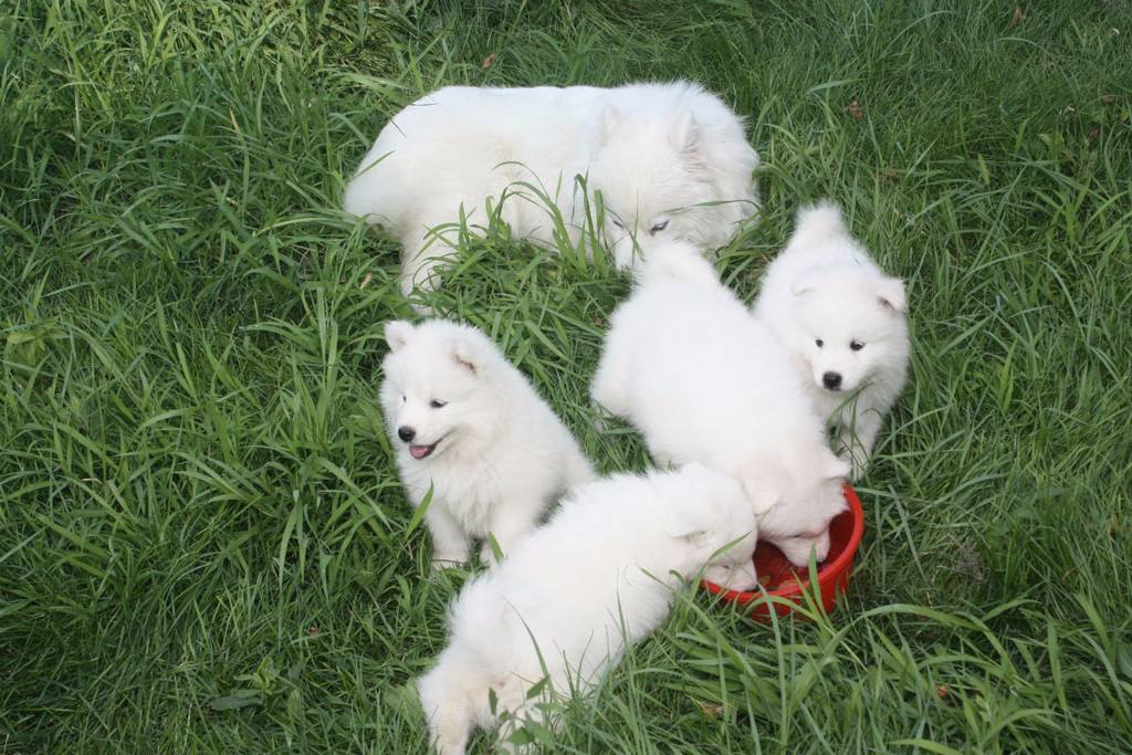 养萨摩耶的注意事项,养萨摩耶需要注意哪些事项