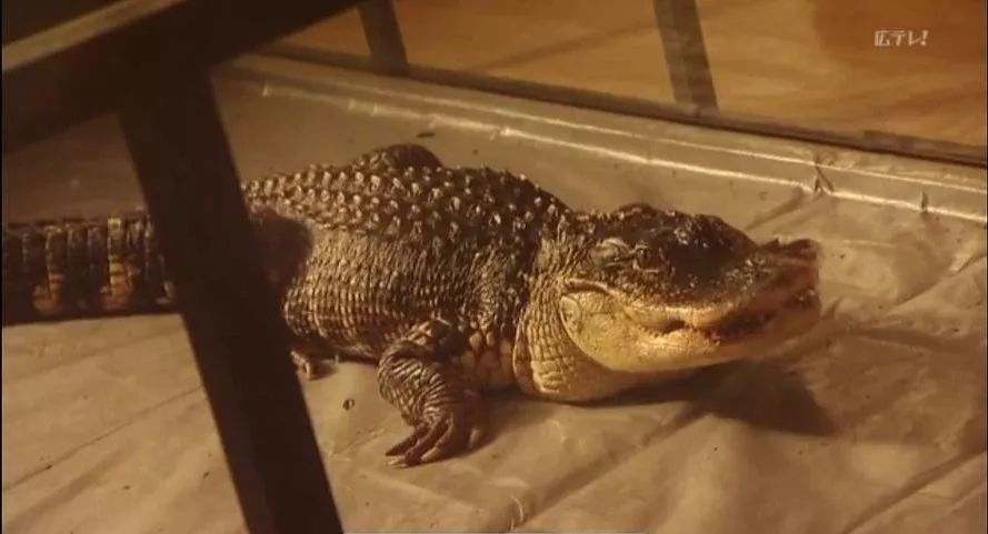 那些年舍友养过的奇葩宠物,你们身边的人都养什么奇怪的宠物