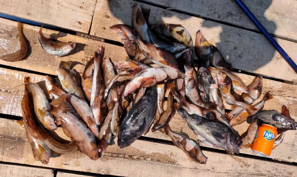 大连岸边几月份开始钓鱼,大连近海渔船出海时间