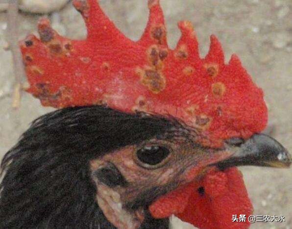 鸡冠发紫发黑是什么病怎么治疗,鸡冠发紫脸白怎么回事