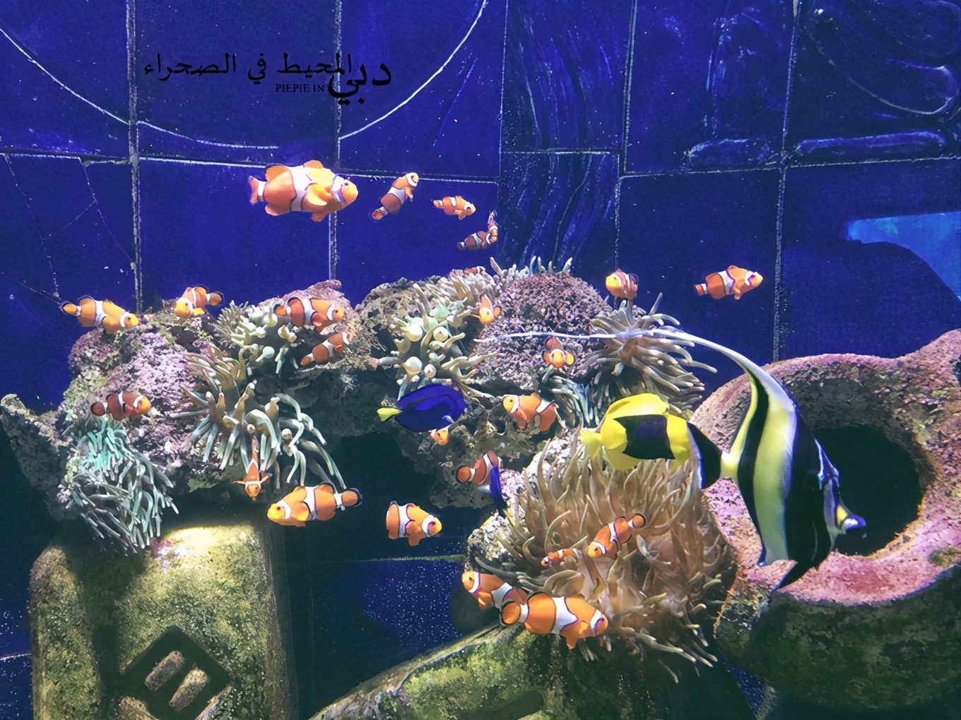 土豪之旅迪拜,迪拜土豪之旅