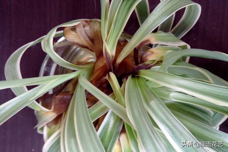 花卉病最快的治疗方法,花卉病中病怎么治