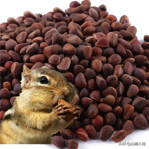 挖走松鼠过冬口粮,松鼠平替口粮