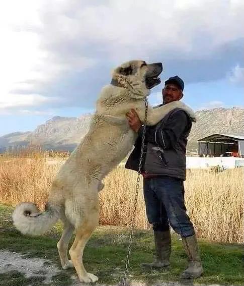 世界各国大型猛犬排名,世界各国猛犬排名
