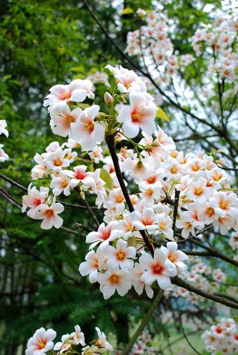 古龙峡下雪直播,古龙峡雪景