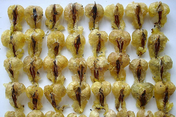 纯天然雪蛤图片,东北雪蛤红肚皮和黄肚皮