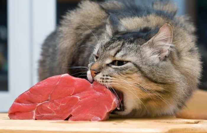 传统喂猫,喂猫技巧视频教程