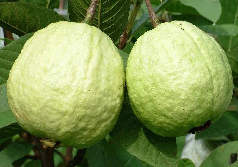 芭乐果怎样区分红白心,红芭乐白芭乐哪个好