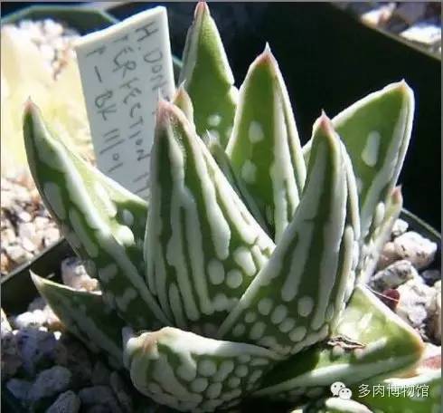 天使之泪多肉老桩,天使之泪多肉状态图