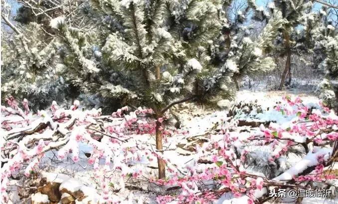 雪后的临沭小城，美得令人窒息