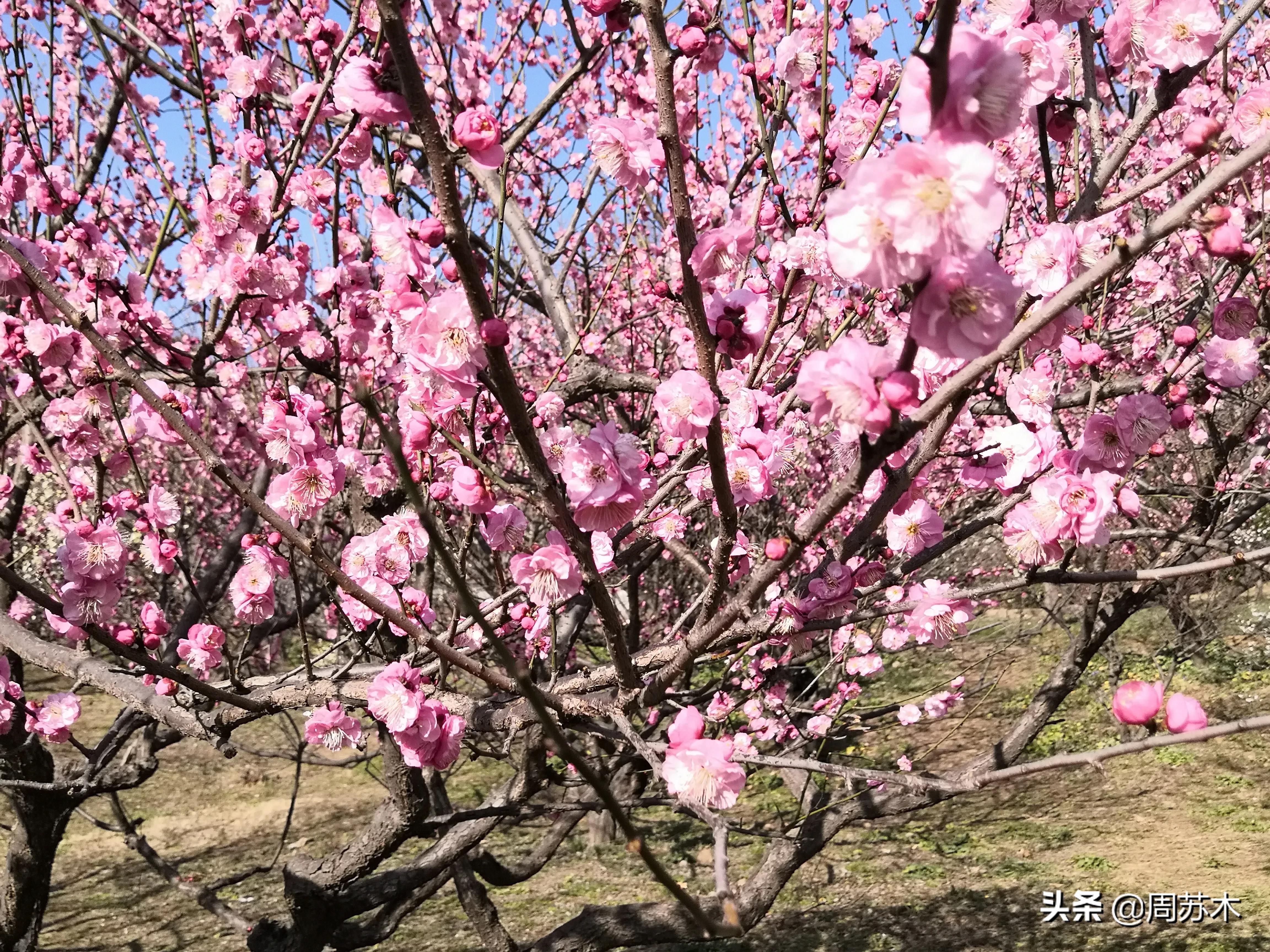 赏梅胜地图片,苏州香雪村赏梅最佳时间