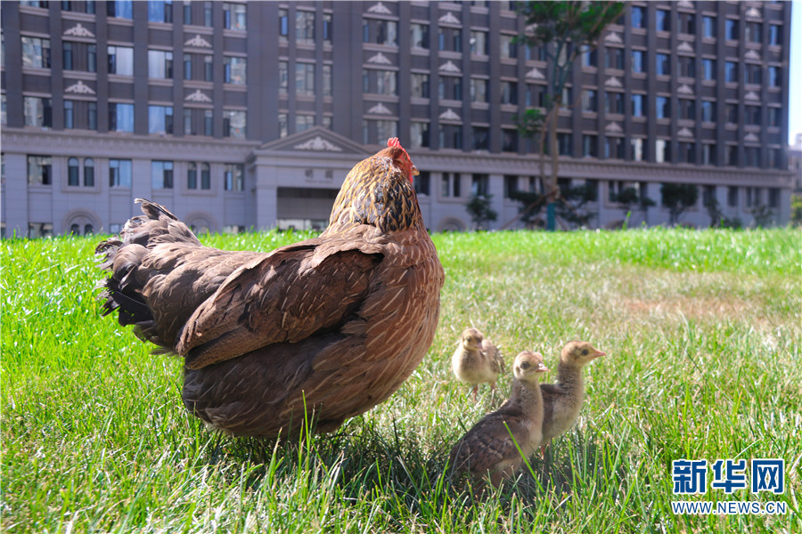 云南孔雀鸡,孔雀下蛋不愿孵蛋