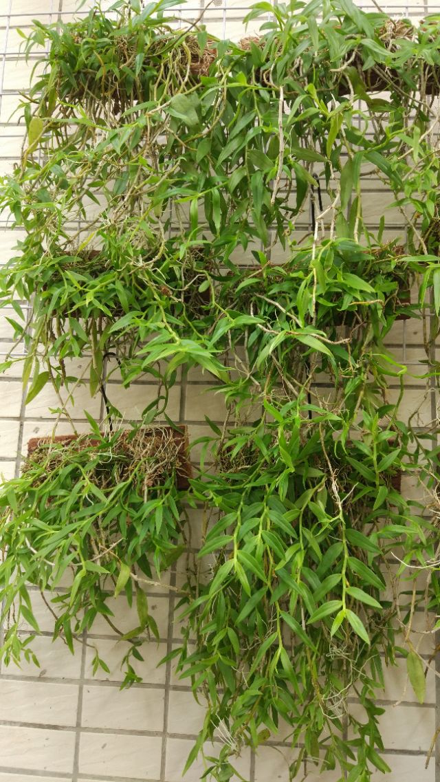 种植石斛兰的正确方法,石斛兰如何种植长得好看