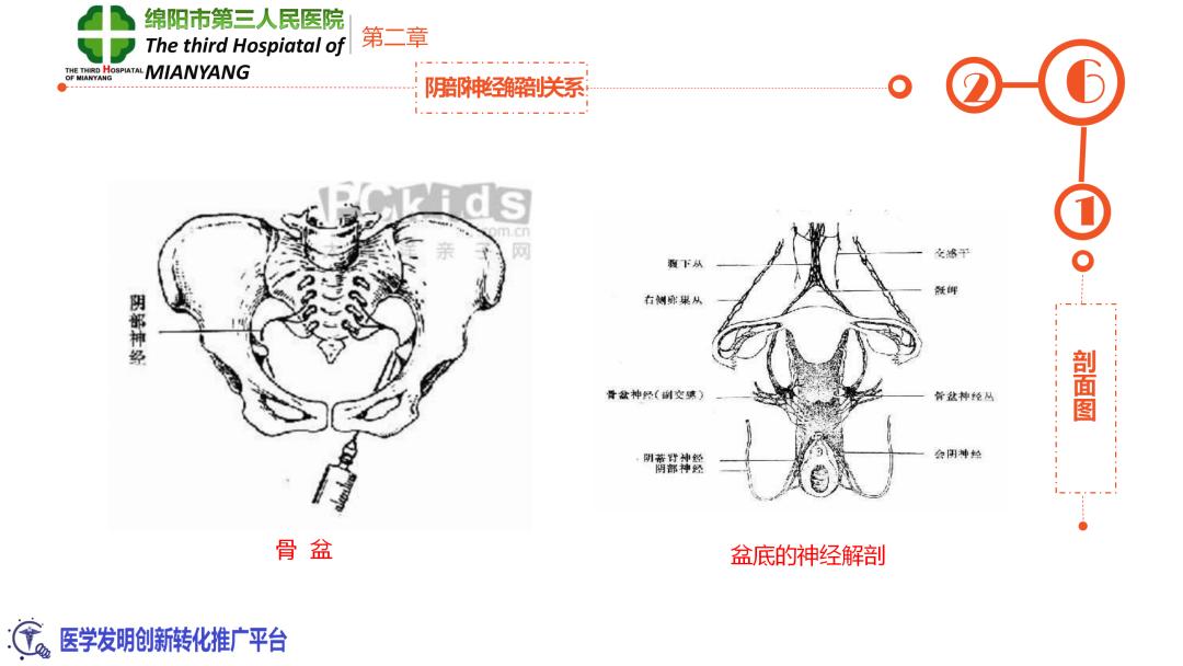 会阴阻滞麻醉操作流程,会阴阻滞麻醉操作方法