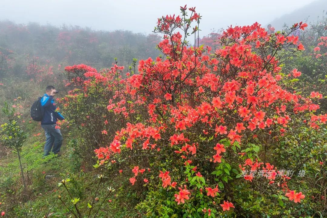在天露山杜鹃花海丛中劲跳广场舞，这帮广东大妈又火了
