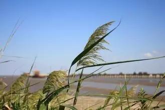 在水一方植物园,在水一方花卉