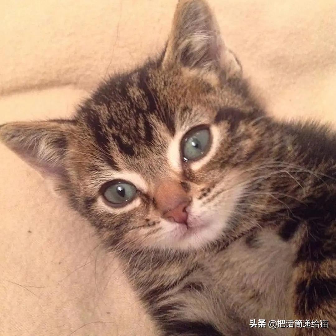 猫兄妹可爱视频,矮脚猫兄妹