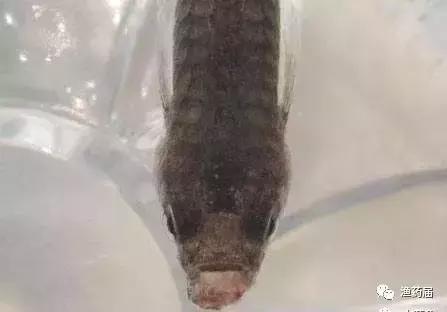 淡水白鳗病怎么治,鱼苗白嘴病的治疗