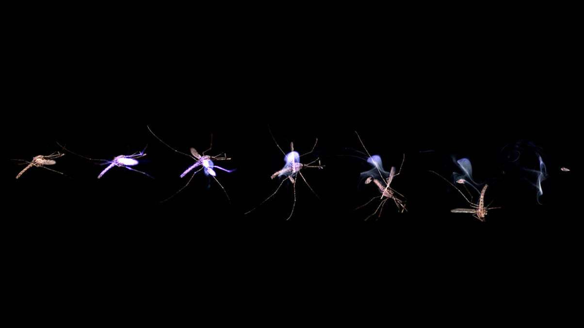 比尔盖茨灭蚊,盖茨超十亿只蚊子被释放抗疟神器