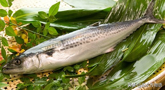 胶东渔民的最爱:加吉头、鲅鱼尾、刀鱼肚子、唇唇嘴