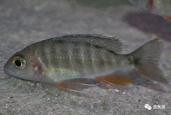 三湖慈鲷马鲷孔雀鱼多久发色,三湖慈鲷鱼之马鲷鱼