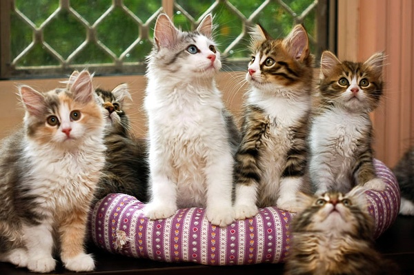 各种猫咪花纹品种,名贵品种猫咪大全