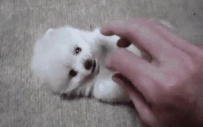 怀孕狗狗快生了要准备什么,怀孕狗狗生产前一个钟预兆