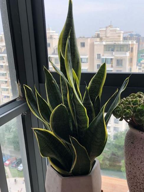 适合放屋里养的懒人植物,不用管理都能养什么花