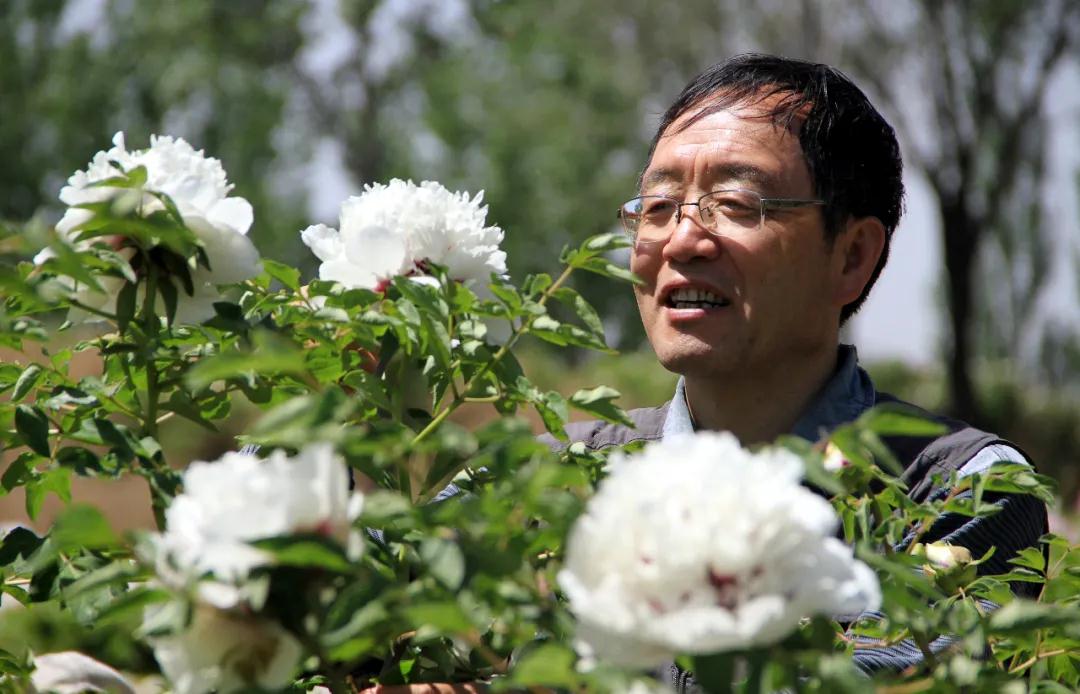 牡丹有哪些新品种,牡丹怎样培育新品种视频讲解