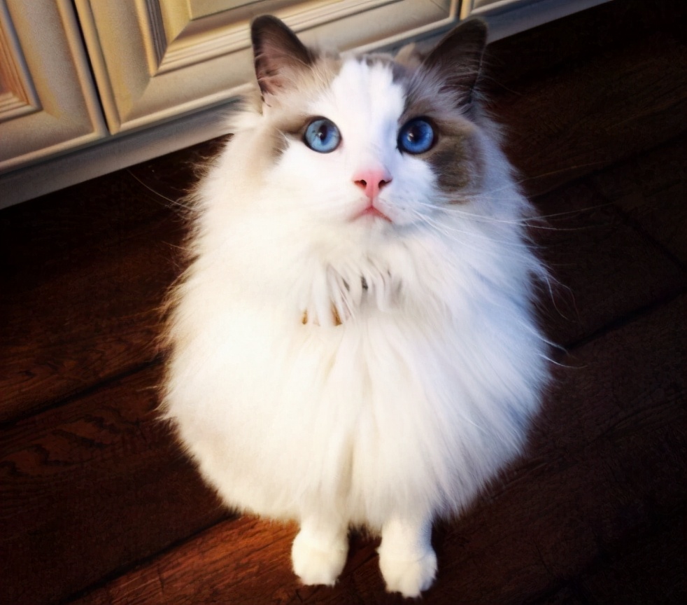 猫界凶暴的5种猫敢养的都是大神,公认最通人性的6种猫