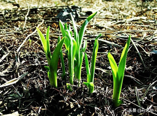 戏说汉字:“我屮艸芔茻”,一句网红吐槽话背后的汉字奇谈