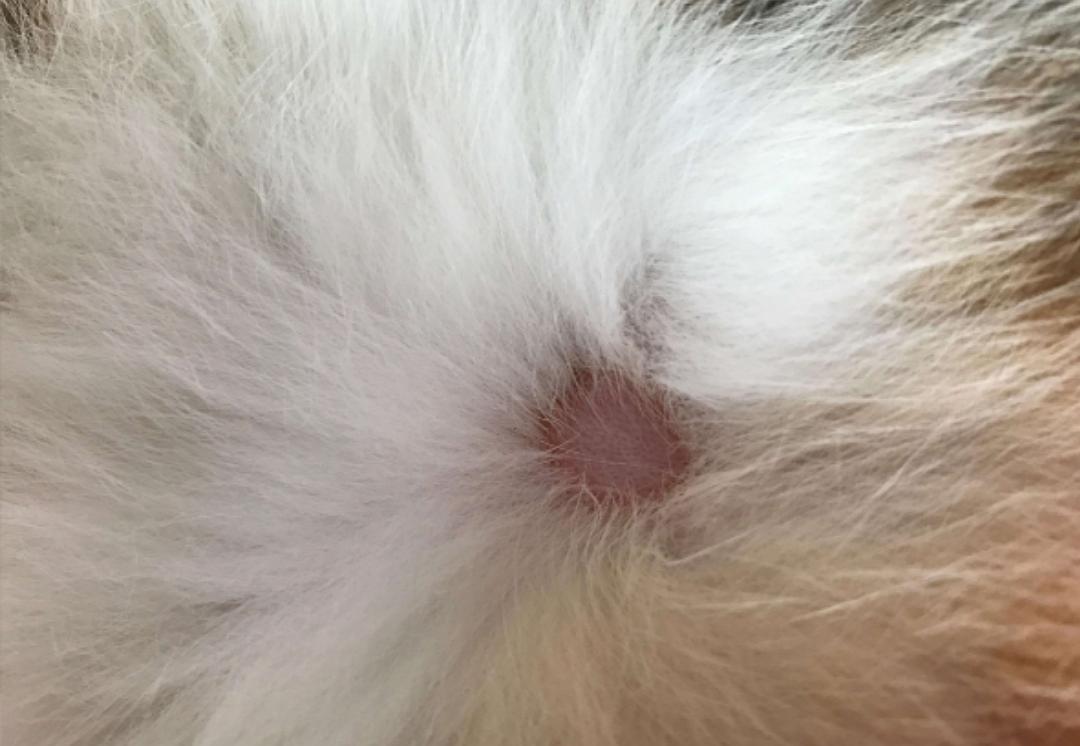 宠物猫咪家中常备药,家中常备这些药猫咪生病不用慌